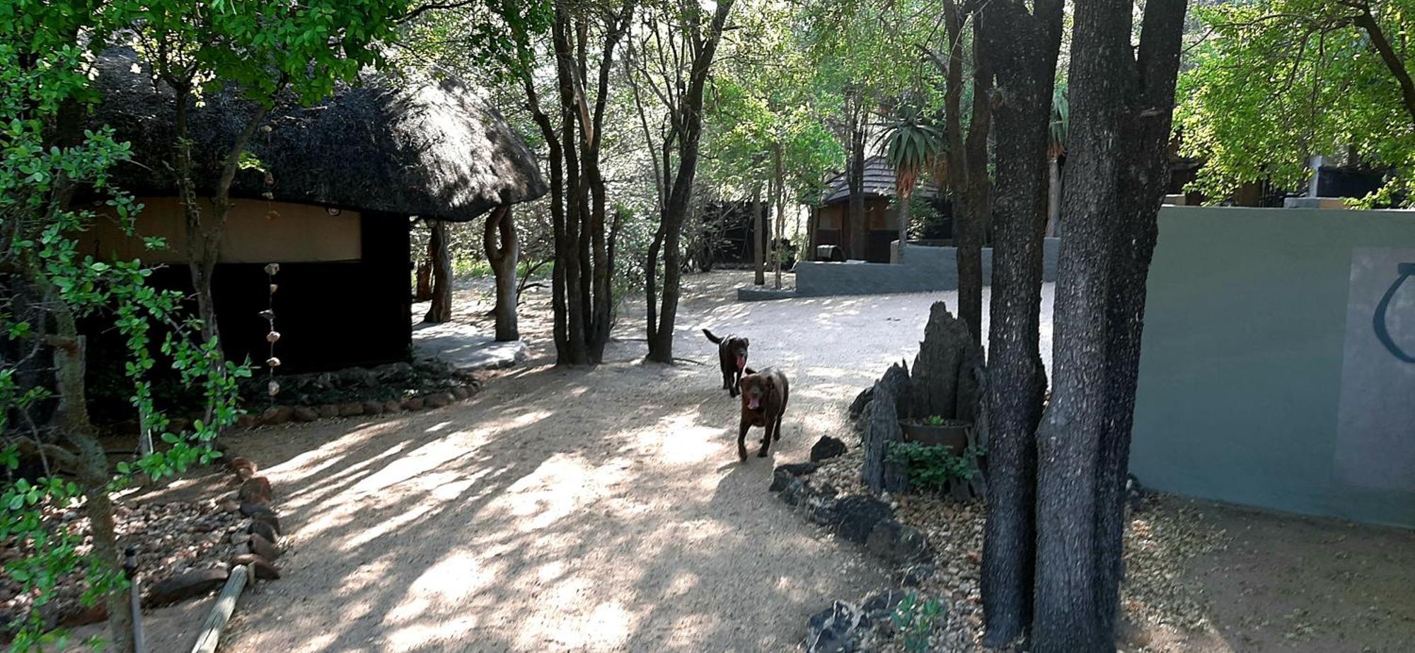 Off Beat Safaris Bush Lodge Hoedspruit Zewnętrze zdjęcie